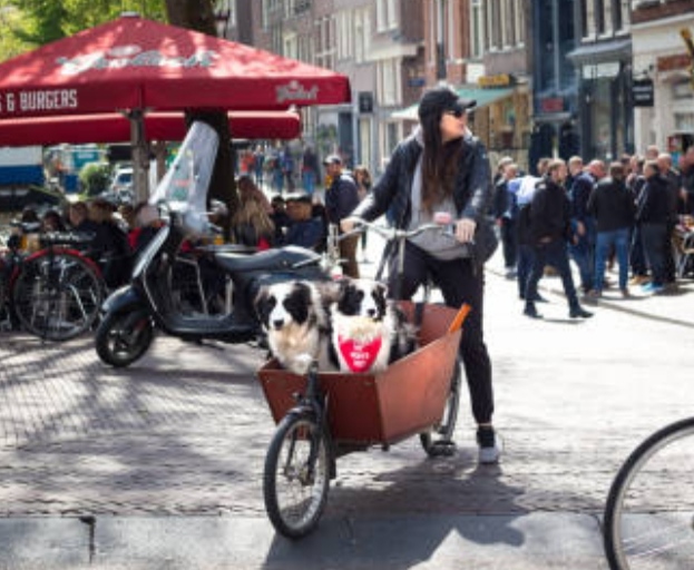 Top 5 Best Bike Trailers For Small Dogs with reviews