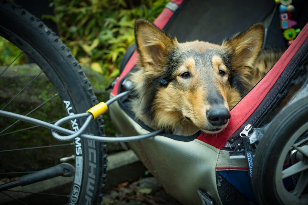 can a dog ride in the bike trailer?,best bike trailer for dog.bikestrailers.com
